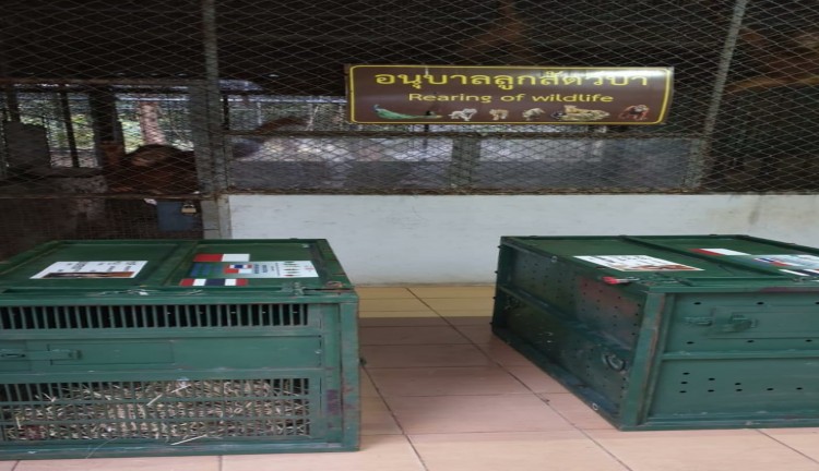 Thailand Pulangkan Dua Orangutan ke Indonesia